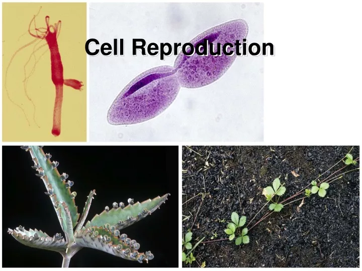 cell reproduction