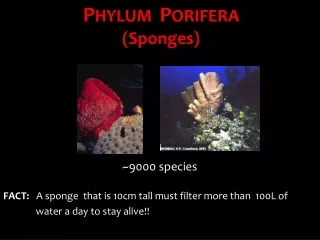 P HYLUM   P ORIFERA (Sponges)