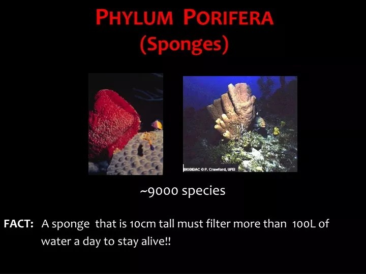 p hylum p orifera sponges