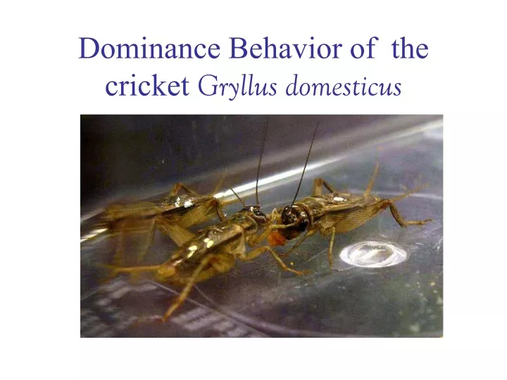 dominance behavior of the cricket gryllus domesticus