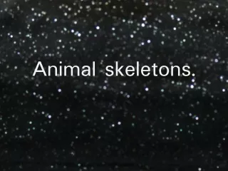 Animal skeletons.