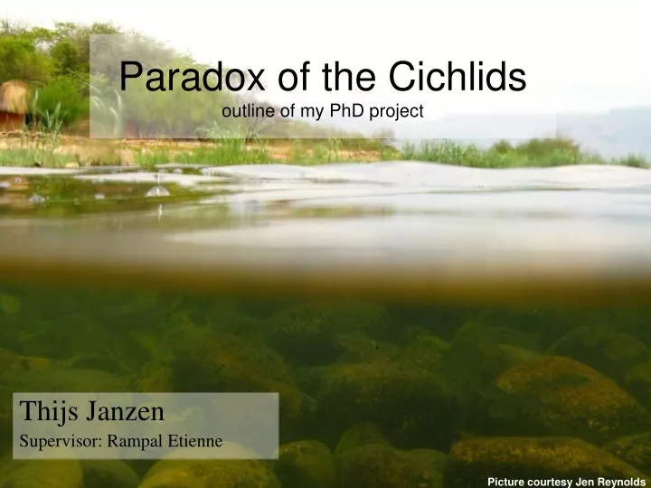 paradox of the cichlids outline of my phd project
