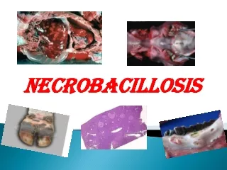 Necrobacillosis
