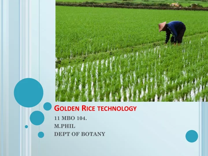 golden rice technology