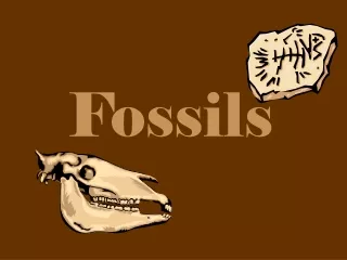 Fossils