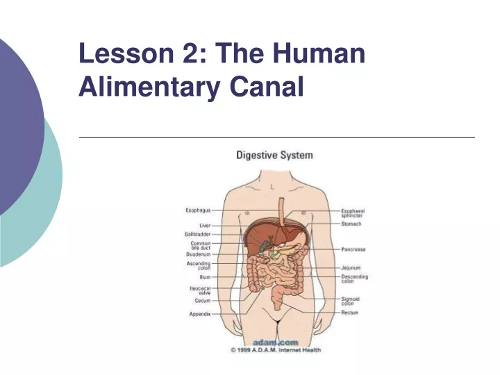lesson 2 the human alimentary canal