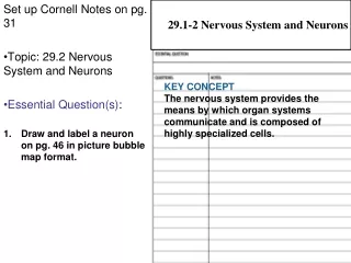 Set up Cornell Notes on pg. 31 Topic: 29.2 Nervous System and Neurons Essential Question(s) :