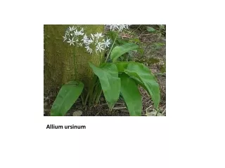 Allium ursinum