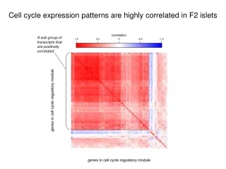 Cell cycle expression patterns are highly correlated in F2 islets