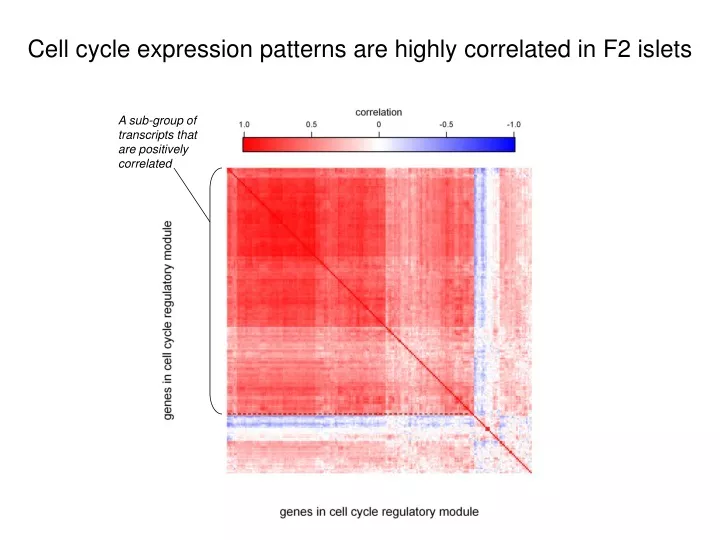 cell cycle expression patterns are highly correlated in f2 islets