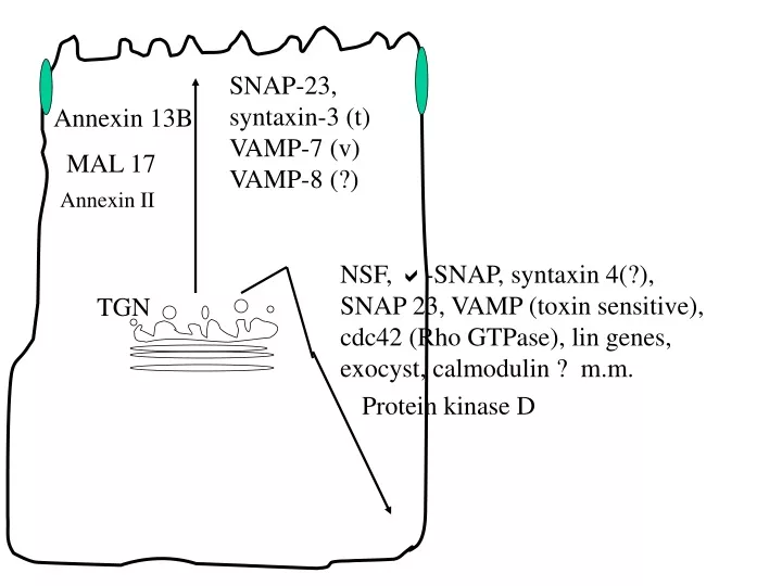 snap 23 syntaxin 3 t vamp 7 v vamp 8