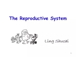 The Reproductive System