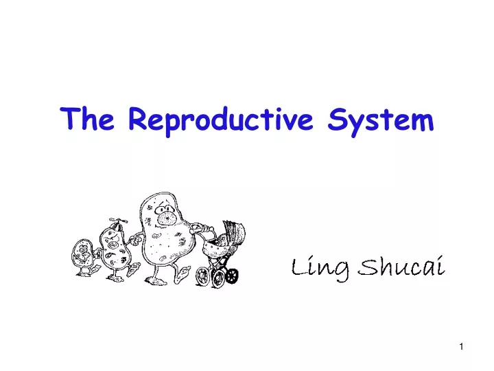 the reproductive system