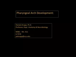 Pharyngeal Arch Development:
