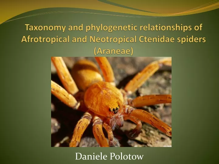 taxonomy and phylogenetic relationships of afrotropical and neotropical ctenidae spiders araneae
