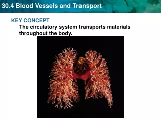 KEY CONCEPT  The circulatory system transports materials throughout the body.