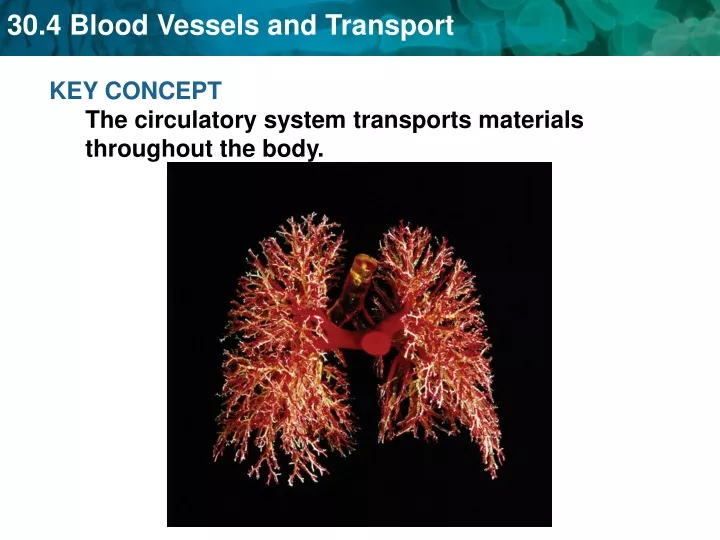 key concept the circulatory system transports