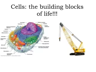 Cells: the building blocks of life!!!