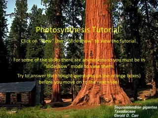 Photosynthesis Tutorial