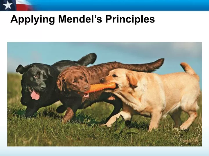 applying mendel s principles