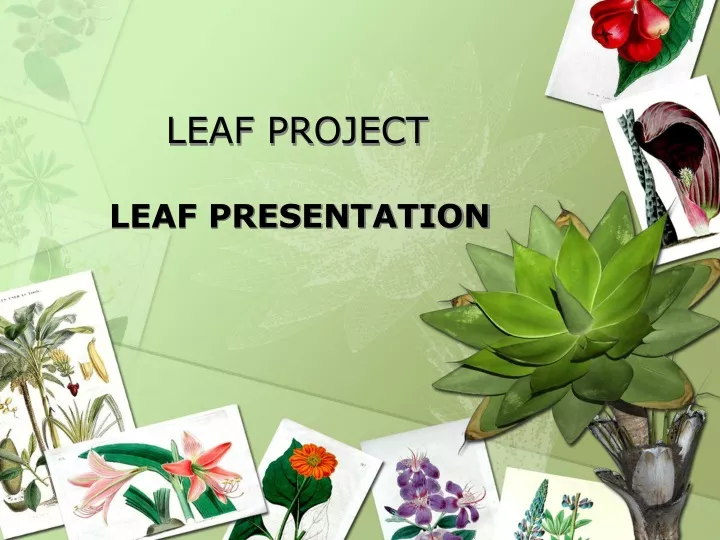 leaf project