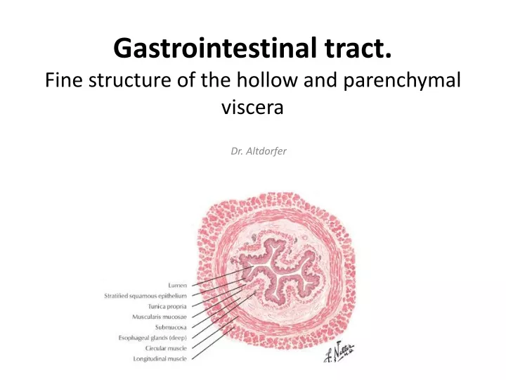gastrointestinal tract fine structure of the hollow and parenchymal viscera