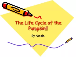 The Life Cycle of the Pumpkin!!