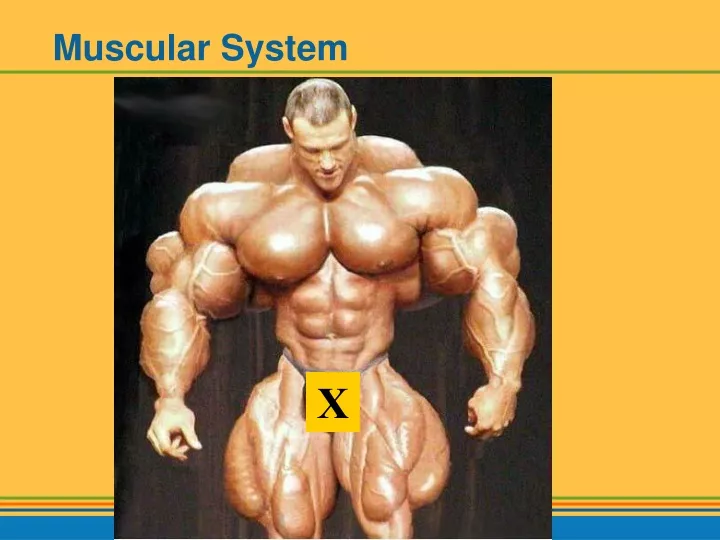 muscular system