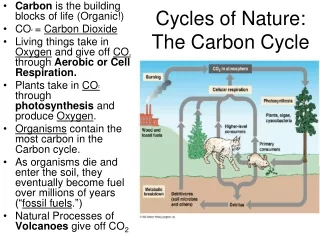 Cycles of Nature:   The Carbon Cycle