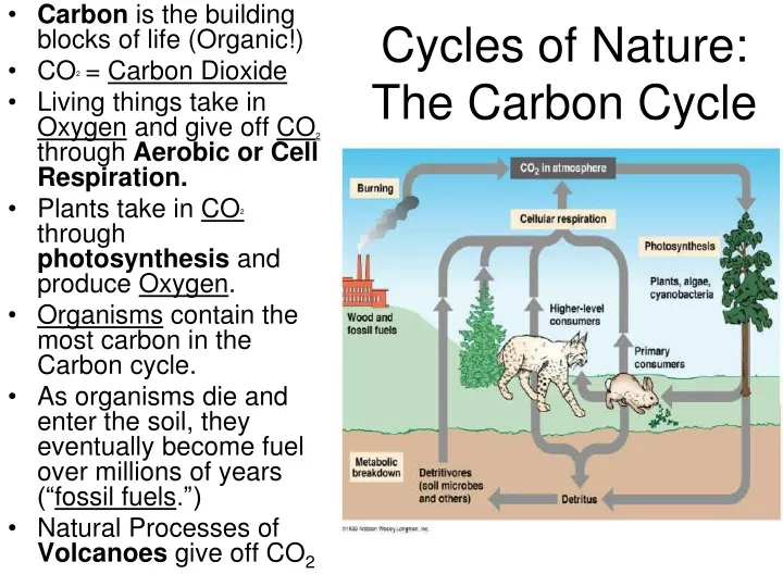 cycles of nature the carbon cycle