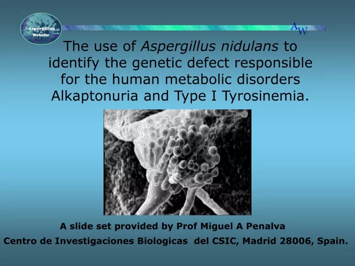 the use of aspergillus nidulans to identify