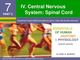IV. Central Nervous 	System: Spinal Cord