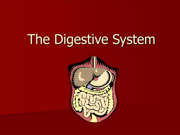 the digestive system