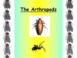 The Arthropods