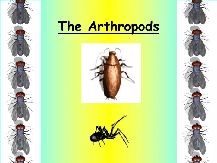 the arthropods