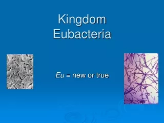 Kingdom  Eubacteria