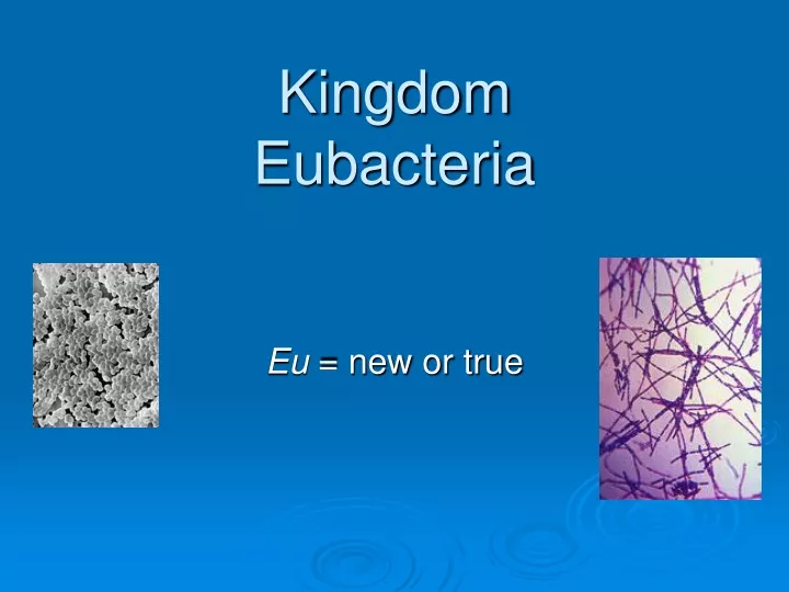 kingdom eubacteria
