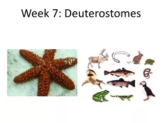 Week 7: Deuterostomes