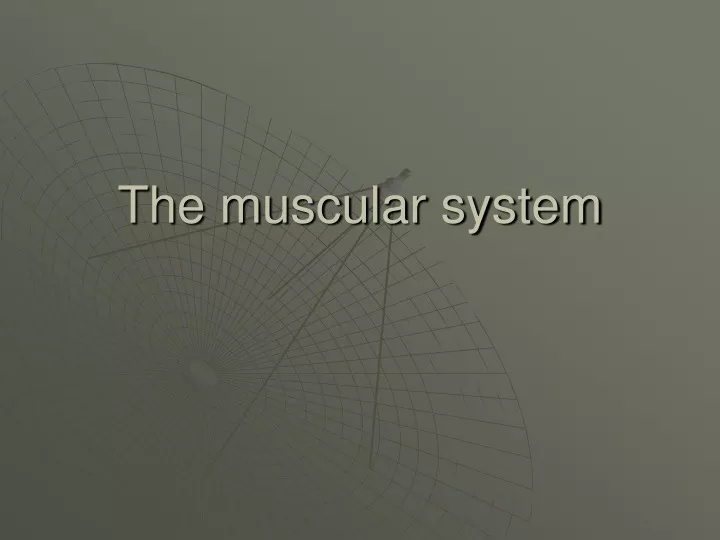 the muscular system