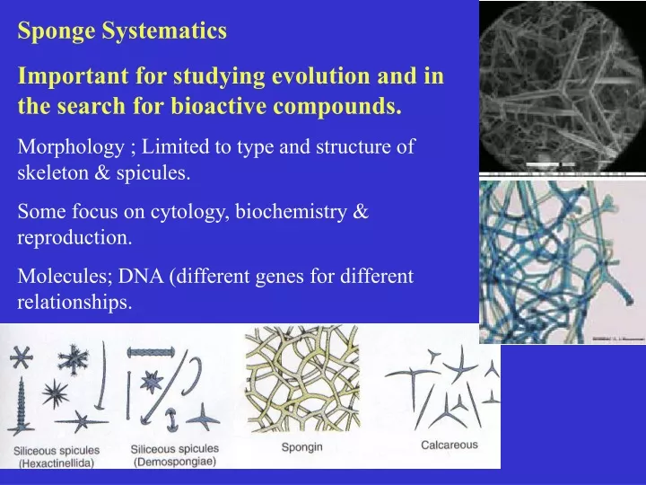 sponge systematics important for studying