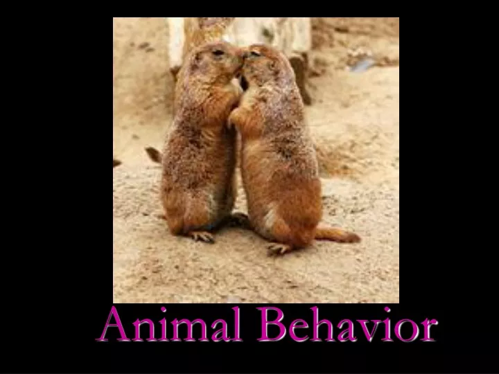 animal behavior