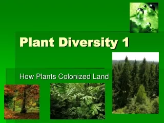 Plant Diversity 1