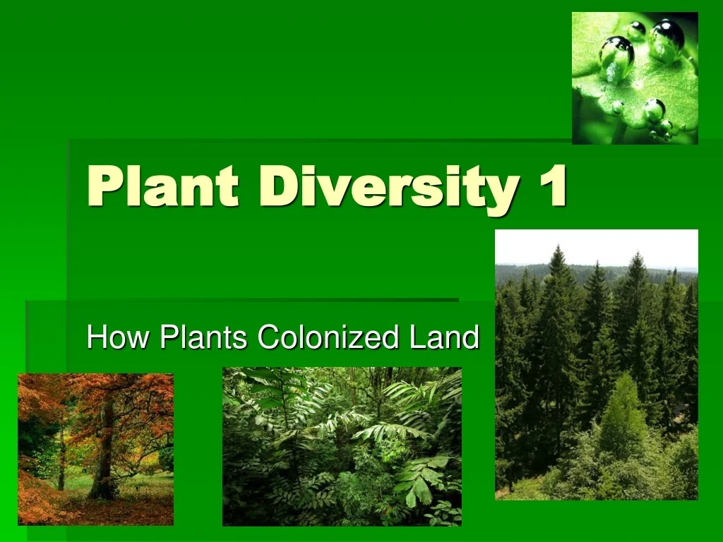 PPT - Plant Diversity 1 PowerPoint Presentation, free download - ID:9646902
