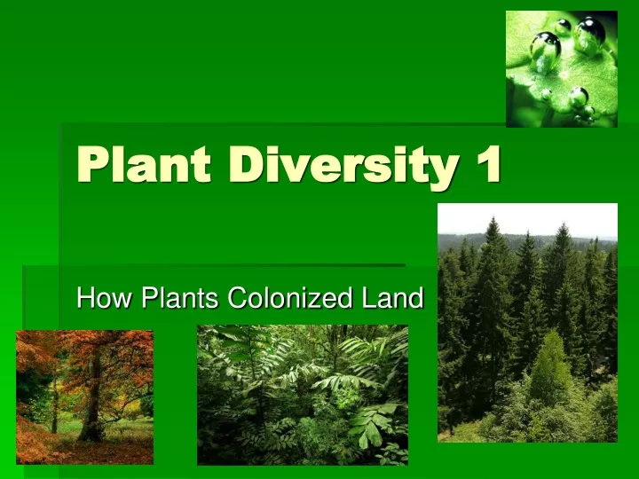 plant diversity 1