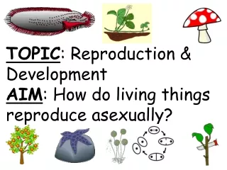 TOPIC : Reproduction &amp; Development AIM : How do living things reproduce asexually?