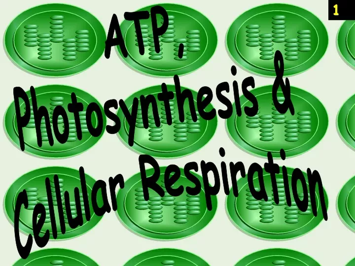 atp photosynthesis cellular respiration
