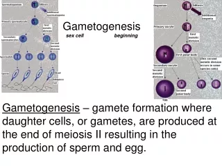 Gametogenesis sex cell                      beginning