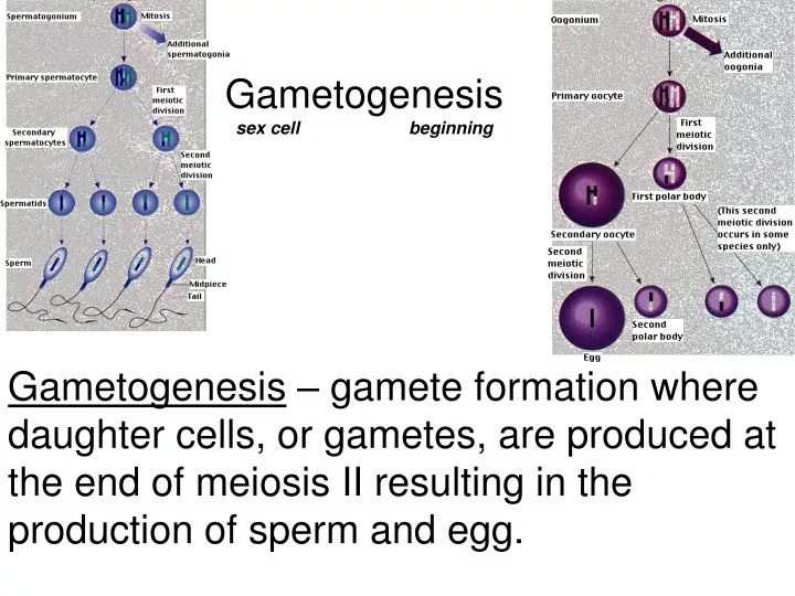 gametogenesis sex cell beginning