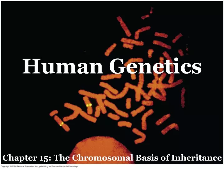 human genetics