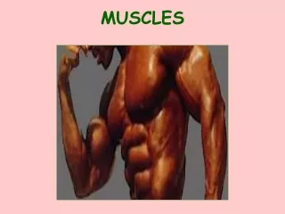 MUSCLES